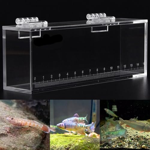 Langlebiges Aquarium für bitterliche Grundeln, klare Acryl-Fischbeobachtungsbox mit Skala, hohe Transparenz und Funktionalität, Design (80 Zeichen) (klein) von HEIBTENY