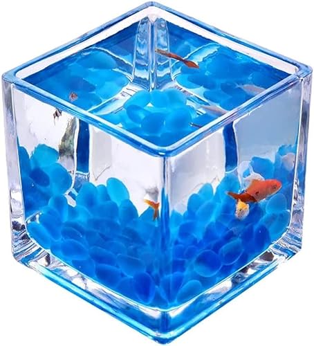 HEIMP Fish Bowls Desktop Square Transparent Glass Mini Office Home Fighting Fish Tank Creative Zierfische Kleines Aquarium Wasserpflanze Tank Fish & Aquarien Fischtank (Size : 4.72IN) von HEIMP