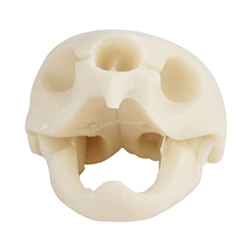 HEMOTON 1 Stück Simulation Tortoise Skull Ornament für Aquarium Dekoration Künstlicher Schädel für Krustentierlebensräume zu Reinigen und Sicher für Unterwasser Design von HEMOTON