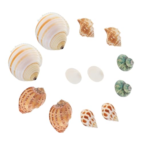 HEMOTON 12 Stück Teiliges Natürliche Muschel Dekorationen für Aquarien Conch Ornamente für Fischbecken und Sicher für Fische und Haustiere Langlebig und Ansprechend von HEMOTON