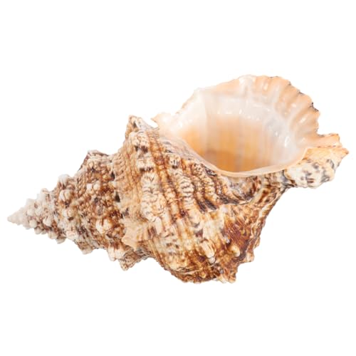 HEMOTON Desktop Muschelschalen Natürliche Deko für Aquarien DIY Kegelvase Raumdekoration für Garten Wohnzimmer und Schlafzimmer HEMOTON Desktop Muschelschalen Natürliche Deko für Aquarien DIY Kegelvase Raumdekoration für Garten Wohnzimmer und Schlafzimmer von HEMOTON