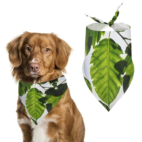 Hundehalstücher mit grünen Blättern zum Füttern und Pflegen, dreieckige Haustier-Lätzchen, waschbar, Haustier-Schal für Katzen und Hunde Hundehalstücher mit grünen Blättern zum Füttern und Pflegen, dreieckige Haustier-Lätzchen, waschbar, Haustier-Schal für Katzen und Hunde von HETVBNS