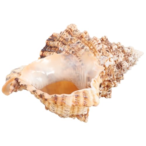HIAKDOFT Dekorative Blumentöpfe Natürliche Große See Conch für Kreative Arrangements für Garten und Wohnaccessoires Vielseitig Einsetzbar Leicht und Tragbar HIAKDOFT Dekorative Blumentöpfe Natürliche Große See Conch für Kreative Arrangements für Garten und Wohnaccessoires Vielseitig Einsetzbar Leicht und Tragbar von HIAKDOFT
