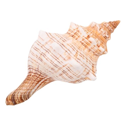 HIAKDOFT Natürliche Meeresschnecke Aquarium Dekoration Muschel Fischglas Schmuck Deko Tischdeko Hochzeitsfeier Wohnaccessoire von HIAKDOFT