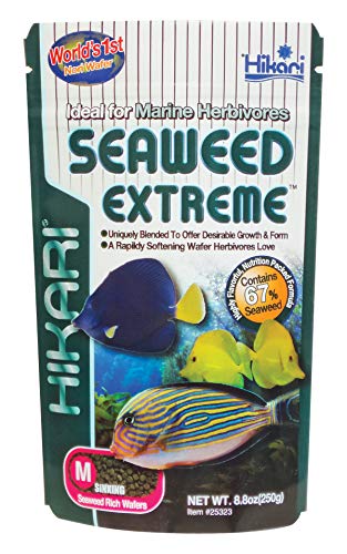 HIKARI M138202 Seaweed Extreme Medium Wafer 250G, 1000 ml HIKARI M138202 Seaweed Extreme Medium Wafer 250G, 1000 ml von HIKARI