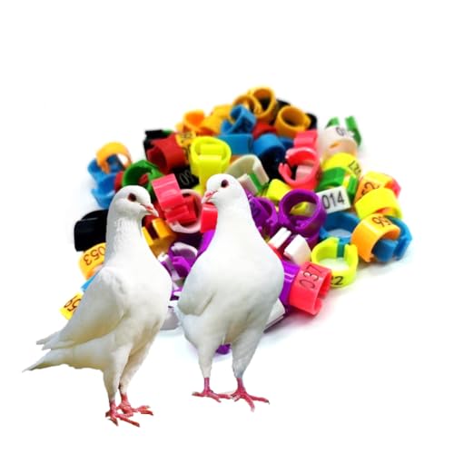 HJHLYJQBF Taube Kochlett Plastik Taubenbein Ring Hähnchen-Bein kleines Hühnchenbein mit persönlichem Tauben-Tag-Tauben-Tag (Nr. 001-1000) Mixed Color 701-800 25mm(0.98in) von HJHLYJQBF