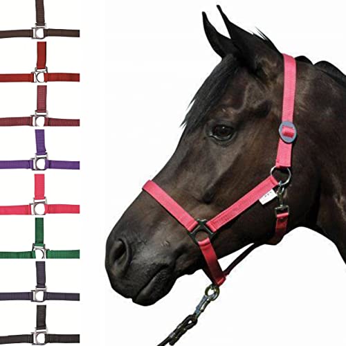 HKM 558579 Halfter Stars Economy von HKM