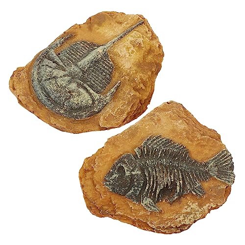 HOMOBABE 2Stücke Terrarium Dekoration für Reptilien Simulation von Trilobiten Fossilien aus Hochwertigem Harz für Eidechsen Schildkröten HOMOBABE 2Stücke Terrarium Dekoration für Reptilien Simulation von Trilobiten Fossilien aus Hochwertigem Harz für Eidechsen Schildkröten von HOMOBABE