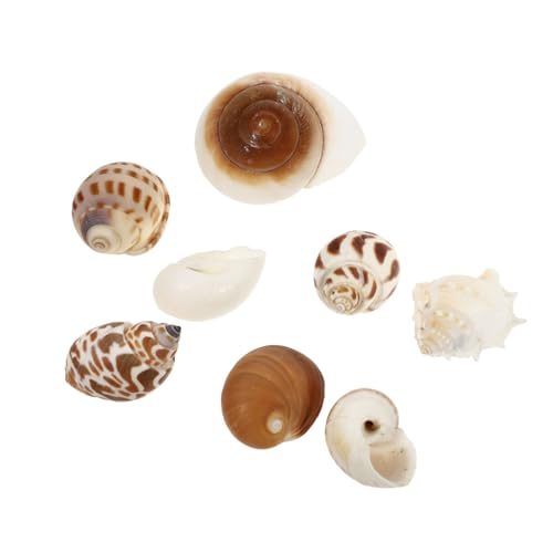 HOMOBABE 8 Stück Aquarium Landschaftsbau Muschel Muscheln Von Einsiedlerkrebsen Fisch Aquarium Dekoration Fischtankdekoration Wachstumsschalen Fischtankverzierungen Stranddekorationen Hülse von HOMOBABE