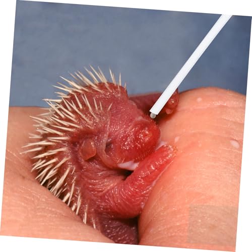 HOODANCOS 3 Stück Teiliges Babyvogel fütterungsset aus Weichem Schadstofffreiem Robustes Fütterungswerkzeug für Papageien und Jungvögel Geeignet für Feines Milchpulver und Zufällige Farbe von HOODANCOS