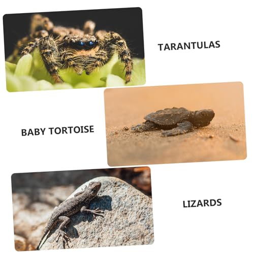 HOODANCOS Transparente Reptilien Zuchtbox Tragbare Terrarienbox mit Anti Flucht Funktion für Spinnen Eidechsen Schlangen und Kleine Reptilien zur Haltung und Fütterung HOODANCOS Transparente Reptilien Zuchtbox Tragbare Terrarienbox mit Anti Flucht Funktion für Spinnen Eidechsen Schlangen und Kleine Reptilien zur Haltung und Fütterung von HOODANCOS