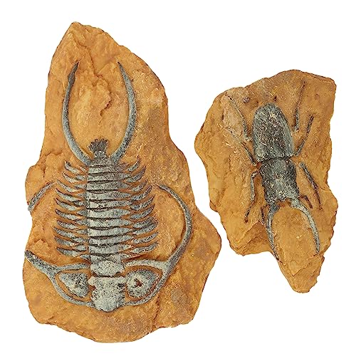 HOUDERCO 2Stücke Fossil Reptilien Dekoration Kreative Dekoration aus Hochwertigem Harz Design für Reptiliengehege und Terrariengestaltung von HOUDERCO