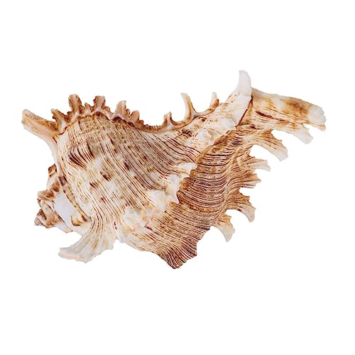HOUDERCO Natürlicher Meeresschnecken Blumentopf Luftdurchlässige Dekoration für Aquarium und Pflanzen Stabiler Conch Flowerpot für Sukkulenten und Fischbecken Farblich Zufällige Farbe von HOUDERCO