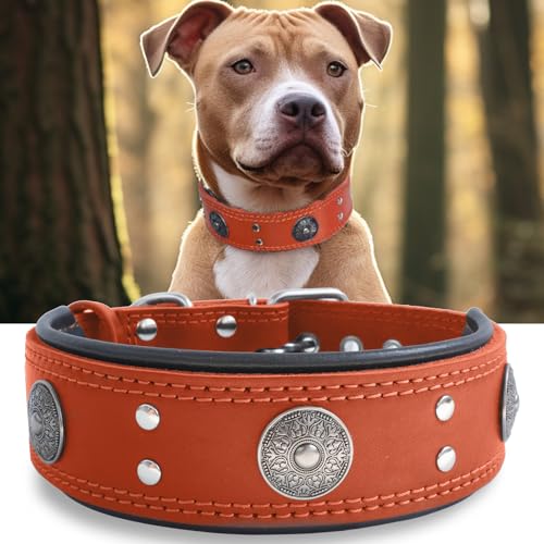 Hundehalsband Leder, 5 cm Breites Robustes Echtes Lederhalsband, Handgefertigt, Weich und Luxuriös, Auffällige Beste Wahl für Große und Mittelgroße Hunderassen,orange 57-67.5 cm Hundehalsband Leder, 5 cm Breites Robustes Echtes Lederhalsband, Handgefertigt, Weich und Luxuriös, Auffällige Beste Wahl für Große und Mittelgroße Hunderassen,orange 57-67.5 cm von HQSHNY