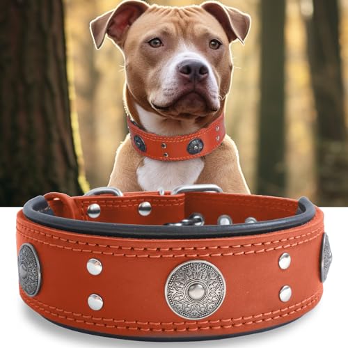 Hundehalsband Leder, 5 cm Breites Robustes Echtes Lederhalsband, Handgefertigt, Weich und Luxuriös, Auffällige Beste Wahl für Große und Mittelgroße Hunderassen,orange 57-67.5 cm von HQSHNY