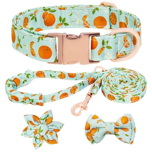 HSIGIO Hundehalsband und Leine, Set für Mädchen, verstellbare Welpenhalsbänder mit Fruchtfliege für kleine, mittelgroße und große Hündinnen, Grün-Orange, L HSIGIO Hundehalsband und Leine, Set für Mädchen, verstellbare Welpenhalsbänder mit Fruchtfliege für kleine, mittelgroße und große Hündinnen, Grün-Orange, L von HSIGIO