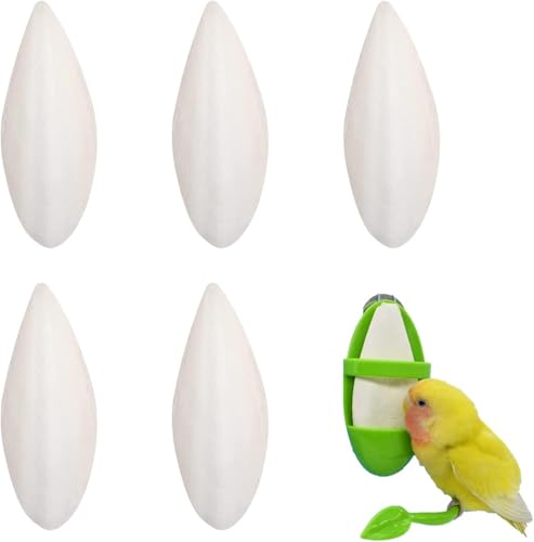 Tintenfischknochen, 6 Stück Natürliche Papageienknochen, Kauspielzeug für Vögel, Kauspielzeug für Papageien mit Plastikhalterung, Tintenfischknochen für Papageien, Reptilien, Schildkröten, Schnecken u Tintenfischknochen, 6 Stück Natürliche Papageienknochen, Kauspielzeug für Vögel, Kauspielzeug für Papageien mit Plastikhalterung, Tintenfischknochen für Papageien, Reptilien, Schildkröten, Schnecken u von HTRTRR