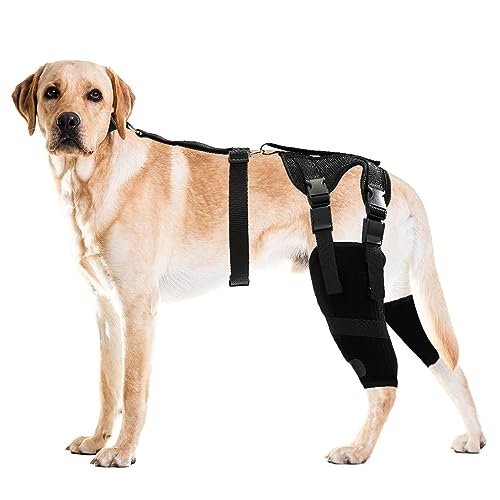HUAME Doppelte Kniebandage für Hunde, Unterstützung für gerissenes ACL-Hinterbein, Luxating Patella, lindert Arthritis-Schmerzen und Entzündungen, mit seitlichen Stabilisatoren, Geschirr und HUAME Doppelte Kniebandage für Hunde, Unterstützung für gerissenes ACL-Hinterbein, Luxating Patella, lindert Arthritis-Schmerzen und Entzündungen, mit seitlichen Stabilisatoren, Geschirr und von HUAME