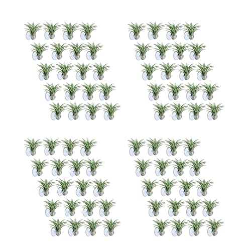 HUPYOMLER 80 Stück Luft Pflanzen Halter, Pflanzen Topf Tillandsia Halter Luft Pflanzen Halter mit Saugnapf Zum Aufhängen (Pflanzen Nicht Lieferumfang Enthalten) von HUPYOMLER