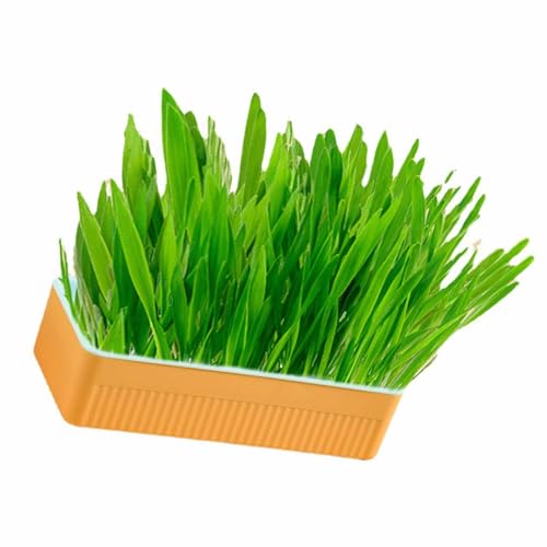 HWGING Hydroponisches Katzengras Kit Erde wachsende Katzenminze Katzengras mit Pflanzkasten für den Innenhaushalt (Blau Orange) von HWGING
