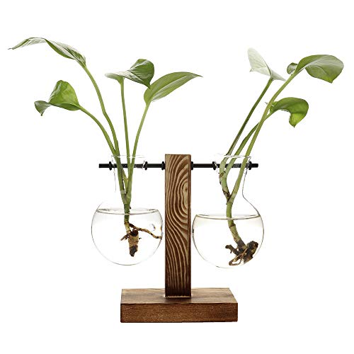 HYLYING Pflanzen-Terrarium mit Holzständer, Hydrokultur-Vase, Glas-Pflanzgefäß, Glühbirnenform, Vase für Zuhause, Büro, Garten Dekoration von HYLYING