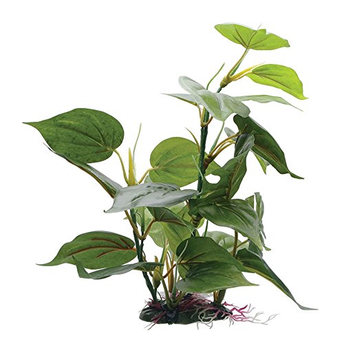 Fluval Anubias Pflanze für Aquarium, 30,5 cm von Hagen