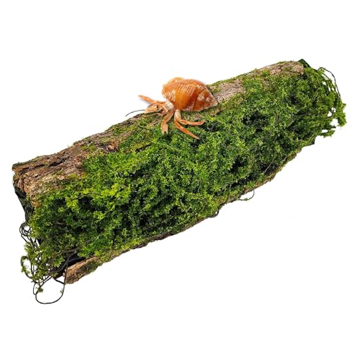 Hamiledyi Reptilien-Terrarium-Versteck, Dekoration, Reptilienrinde, Biegungen mit Moos, Einsiedlerkrebse, Kletterspielzeug, Holzversteck, Dekoration für Reptilien, Fische, Amphibien, Kleintiere Hamiledyi Reptilien-Terrarium-Versteck, Dekoration, Reptilienrinde, Biegungen mit Moos, Einsiedlerkrebse, Kletterspielzeug, Holzversteck, Dekoration für Reptilien, Fische, Amphibien, Kleintiere von Hamiledyi