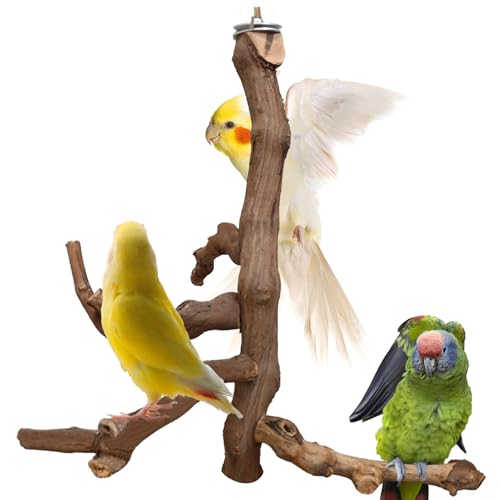 Vogelsitzstange Ständer Natur Papagei Sitzstange für Käfig Sittich Kletterplattform Äste Schaukel Spielzeug Käfig Zubehör für Nymphensittiche Lovebird Finken Kanarienvögel Wellensittiche Vogelsitzstange Ständer Natur Papagei Sitzstange für Käfig Sittich Kletterplattform Äste Schaukel Spielzeug Käfig Zubehör für Nymphensittiche Lovebird Finken Kanarienvögel Wellensittiche von Hamiledyi