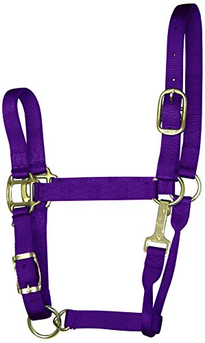 Hamilton 2,5 cm Nylon-Halfter mit Kinnschnalle, verstellbar, für Pferde von 800 bis 599 kg, Violett Hamilton 2,5 cm Nylon-Halfter mit Kinnschnalle, verstellbar, für Pferde von 800 bis 599 kg, Violett von Hamilton