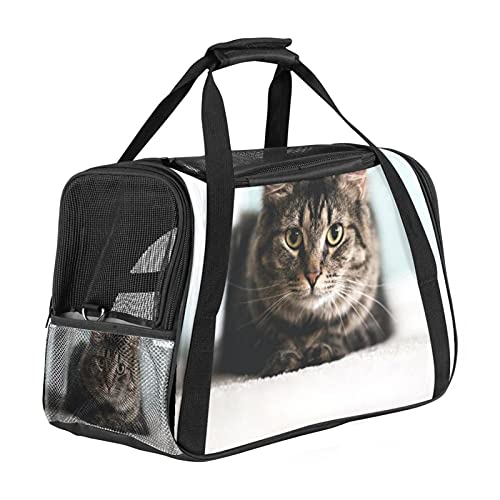 Haustiertasche Graue Katze 02 Transporttasche für Katzen und Hunde Faltbare Katzentransportbox Drucken Hundebox Atmungsaktiv und sicher 43x26x30 cm von Haminaya