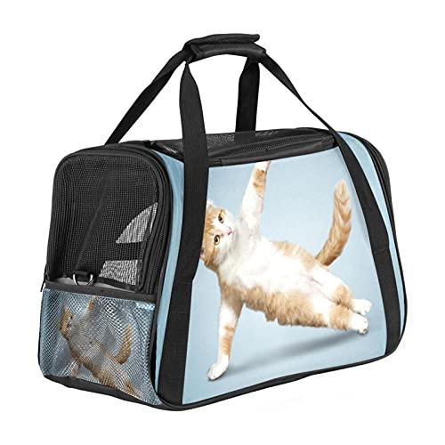 Haustiertasche Tanzende Katze Transporttasche für Katzen und Hunde Faltbare Katzentransportbox Drucken Hundebox Atmungsaktiv und sicher 43x26x30 cm von Haminaya