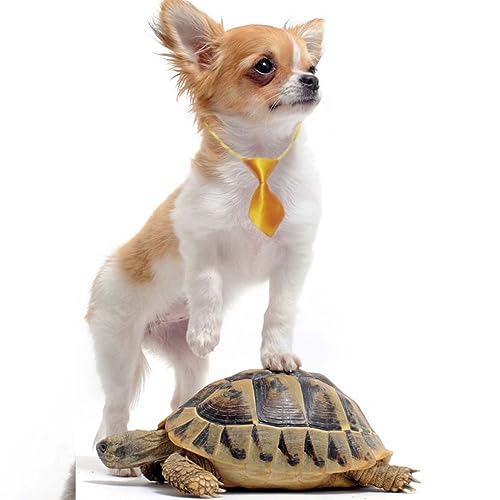 Happyyami 30stücke Haustier Krawatten Bunte Schleifen Und Neckties Für Hunde Katzen Und Verstellbare Für Festliche Anlässe Und Tägliche Nutzung von Happyyami