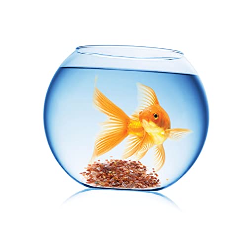 Happyyami dekorativer Kies Aquarium Aquarium Deko Sand Kies Felsen leuchtender Stein Kies für Terrarium Flusskiesel für Aquarien Aquarium kies Aquarium-Kies Kiessteine Kies für Aquarium Happyyami dekorativer Kies Aquarium Aquarium Deko Sand Kies Felsen leuchtender Stein Kies für Terrarium Flusskiesel für Aquarien Aquarium kies Aquarium-Kies Kiessteine Kies für Aquarium von Happyyami