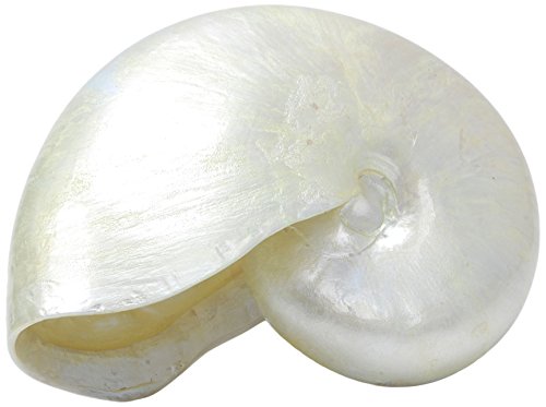 Haquoss Reef Shell 5, 14.5 x 7.5 x 11.5H cm Haquoss Reef Shell 5, 14.5 x 7.5 x 11.5H cm von Haquoss