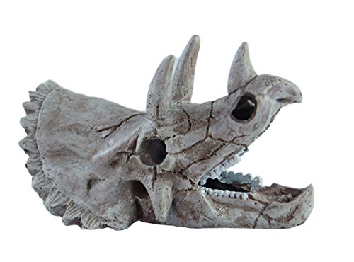 Haquoss tryceratops Skull, 14 x 9 x 8h cm von Haquoss