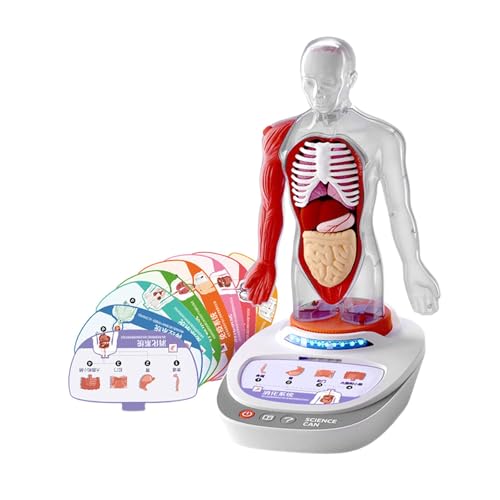 Harilla Anatomie-Modell für Kinder, interaktives Lernspielzeug, Körperbaukasten von Harilla