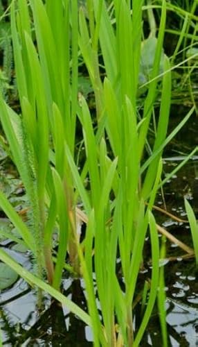 4 Pflanzen Wasserschwaden, Starke Wasserreinigung ideal für kleine Teiche, Schwimmteiche, Filterpflanze Teichpflanze Teichpflanzen winterhart 4 Pflanzen Wasserschwaden, Starke Wasserreinigung ideal für kleine Teiche, Schwimmteiche, Filterpflanze Teichpflanze Teichpflanzen winterhart von Haus & Garten