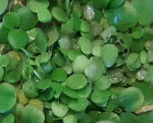 haus & garten 15 schöne Froschbiss direkt aus dem Aquarium, tolle Schwimmpflanze verhindert Algenwachstum haus & garten 15 schöne Froschbiss direkt aus dem Aquarium, tolle Schwimmpflanze verhindert Algenwachstum von Haus & Garten