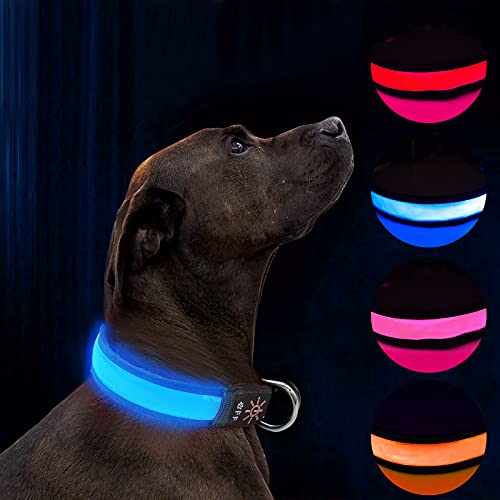 LED Hundehalsband Leuchtend Hundehalsband USB Wiederaufladbar Wasserdicht,Nacht Hundeband mit 3 leuchtenden Modi,Macht Ihren Hund sichtbar,sicher und gesehen (Blue, L) von Havenfly