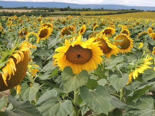 Heinrichs Agrar - deutsche Sonnenblumenkerne Mix gestreifte und Schwarze aus der Layenmühle von Heinrichs Agrar