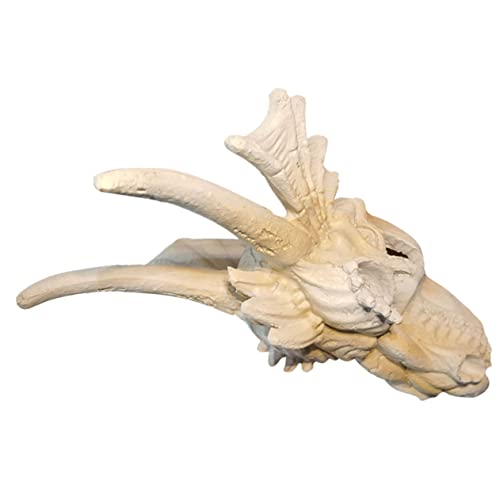 Hemobllo Resin Dragon Skull Aquarium Ornament Detailgetreues Langlebiges Unterwasser Deko Versteck für Garnelen und Fische Sicheres Robustes Harz Naturgetreues Aquarien Deko Element von Hemobllo