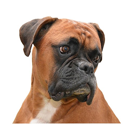 Henry The Dog Boxer-Hundehalsband, Größe L, 40 cm bis 50 cm von Henry The Dog