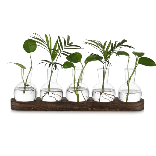Hewory Terrarium Pflanzen Blumenvase Hydrokultur: Vintage Propagation Station Hydroponic Kleine Vasen für Tischdeko, Terrarium Glas Vase mit Tablett Braunt, 5 Glasvase Klein für Tischdeko Büro Deko Hewory Terrarium Pflanzen Blumenvase Hydrokultur: Vintage Propagation Station Hydroponic Kleine Vasen für Tischdeko, Terrarium Glas Vase mit Tablett Braunt, 5 Glasvase Klein für Tischdeko Büro Deko von Hewory