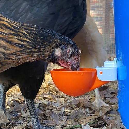 Automatische Tränke für Huhn, Tassen, Wasserspender für Huhn, zufällige Farbe von High-Tech Place