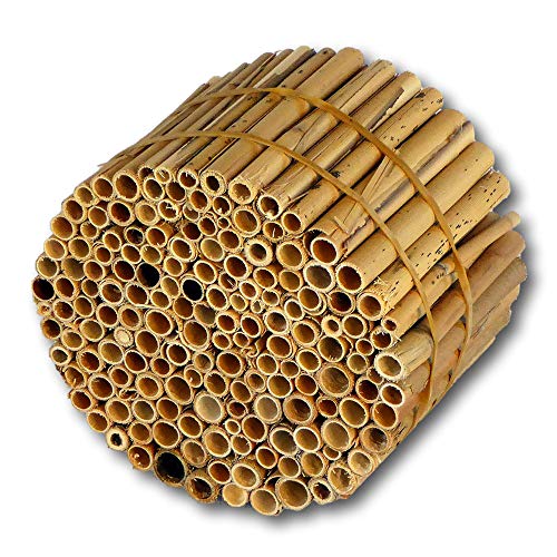 BeeCasa by Hiss Reet® Schilfrohrhalme MEDIUM | Naturbelassener Bund | Insektenhotel & Bienenhotel Füllmaterial | Niströhren & Nisthülsen für Wildbienen von Hiss Reet