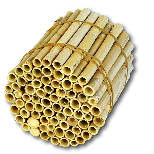 BeeCasa by Hiss Reet® Schilfrohrhalme EXTRA | Naturbelassener Bund | Insektenhotel & Bienenhotel Füllmaterial | Niströhren & Nisthülsen für Wildbienen von Hiss Reet