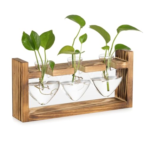 Hlennotor Glas-Anzuchtstation f¨¹r Pflanzen: Vintage mit Holzrahmen Set f¨¹r Wohnzimmer B¨¹ro Regal Hlennotor Glas-Anzuchtstation f¨¹r Pflanzen: Vintage mit Holzrahmen Set f¨¹r Wohnzimmer B¨¹ro Regal von Hlennotor