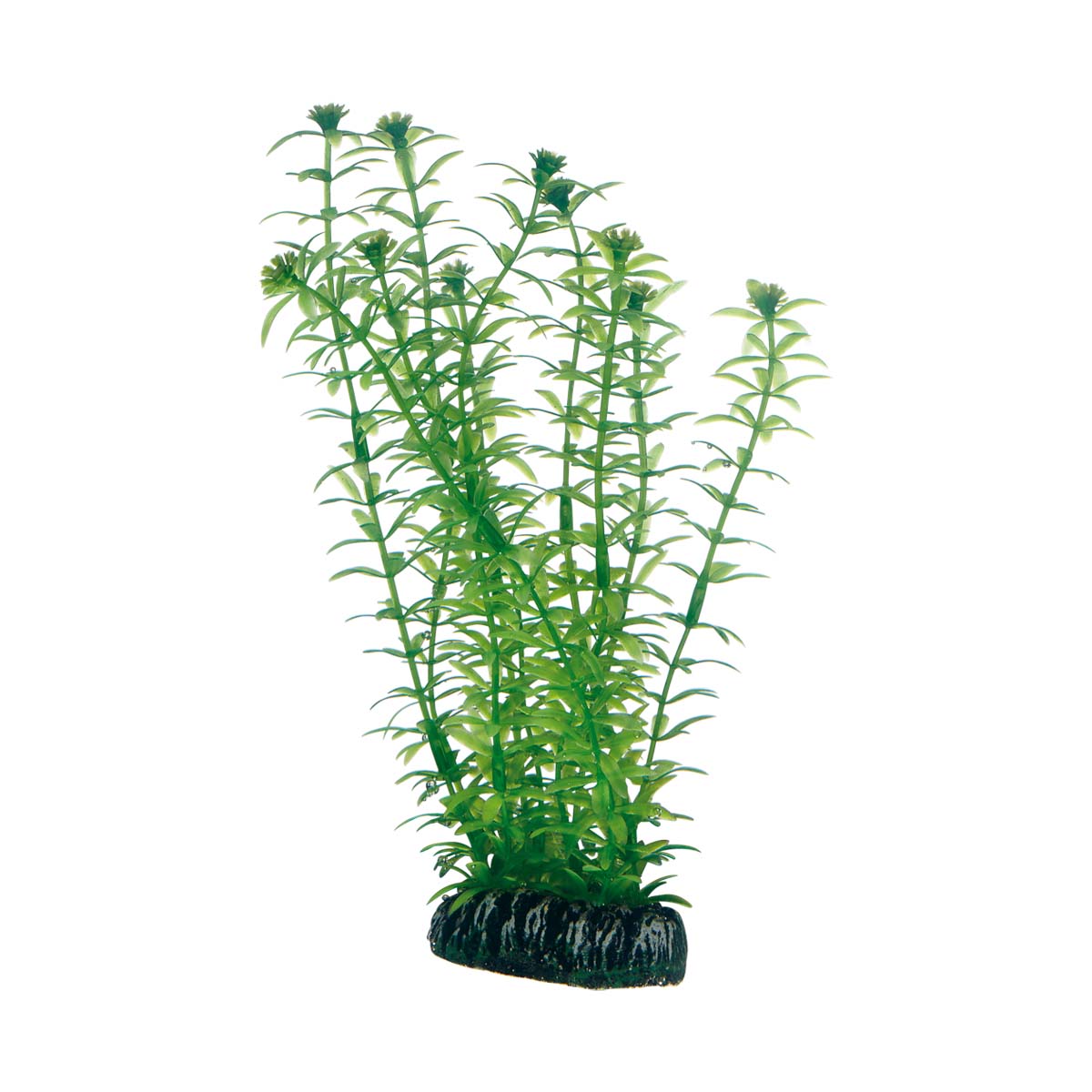 Hobby Aquariumdekoration Lagarosiphon 20 cm Hobby Aquariumdekoration Lagarosiphon 20 cm von Hobby Aquaristik