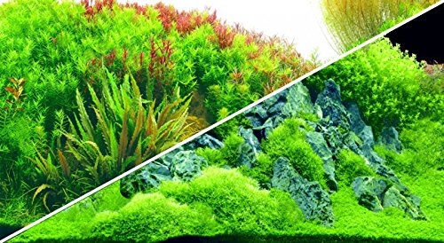 Hobby 31044 Fotorückwandzuschnitt 'Planted River/Green Rocks' von Hobby