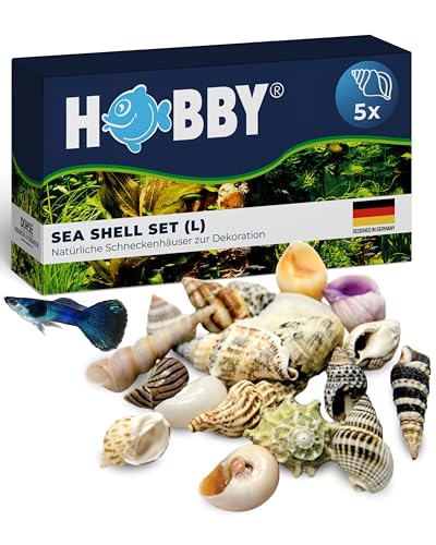 HOBBY Aquaristik Sea Shell Set L I 5 Stück I natürliche Schneckenhäuser zur Dekoration von Aquarien, Terrarien uvm I nachhaltige und umweltfreundliche Aquarium Deko I echte Muscheln von Hobby